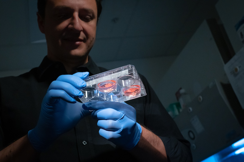 O neurocientista Alysson Muotri segura, em seu laboratório, uma placa transparente com inúmeros minicérebro, que são como pequenas ervilhas brancas, imersas num líquido de coloração rosada.