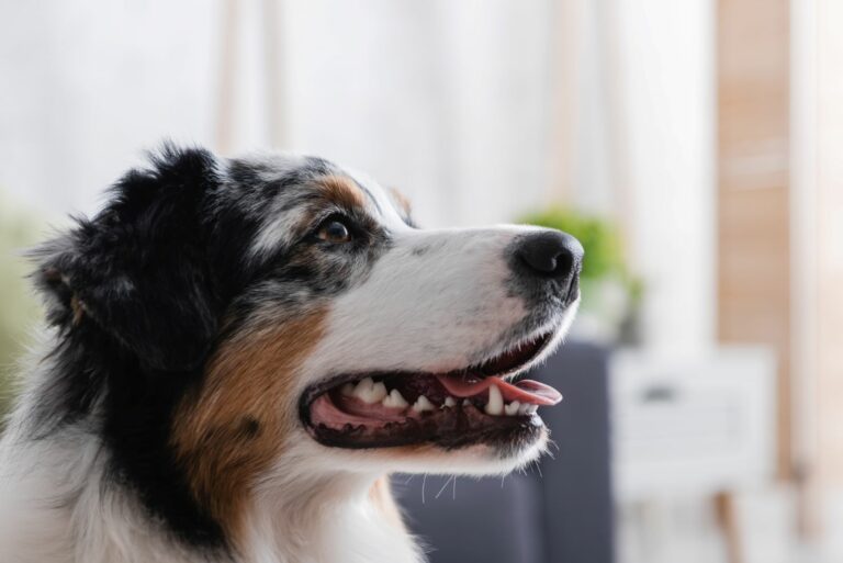 Cães de assistência: você sabe o que é? — Canal Autismo / Revista Autismo